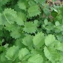 Sanguisorba minor feuille